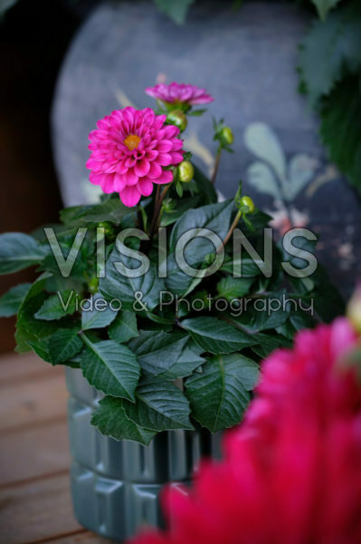 Dahlia LaBella ® Piccolo