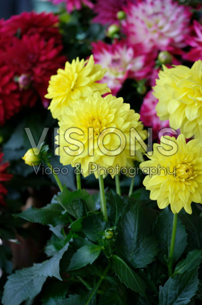Dahlia LaBella ® Maggiore
