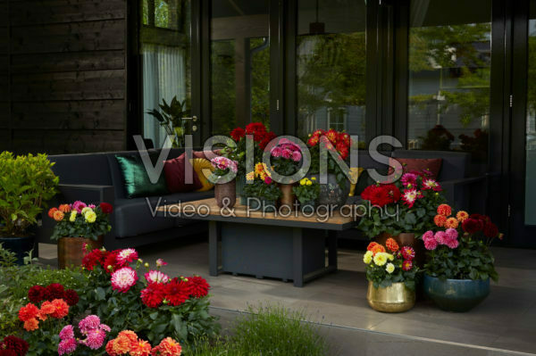 Dahlia LaBella ® mixed