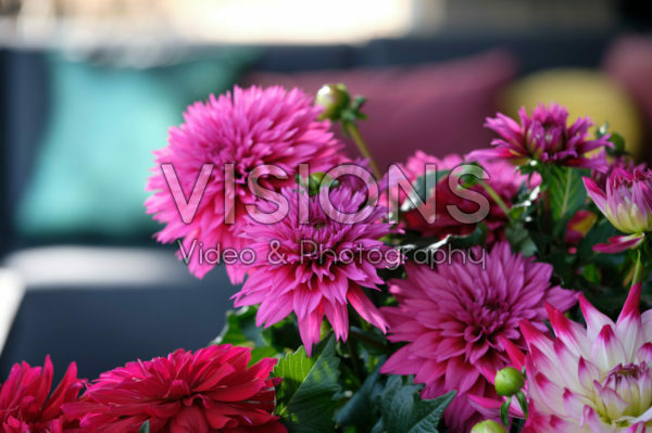 Dahlia LaBella ® Maggiore Deep Rose