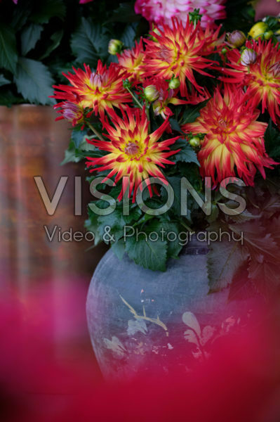 Dahlia LaBella ®