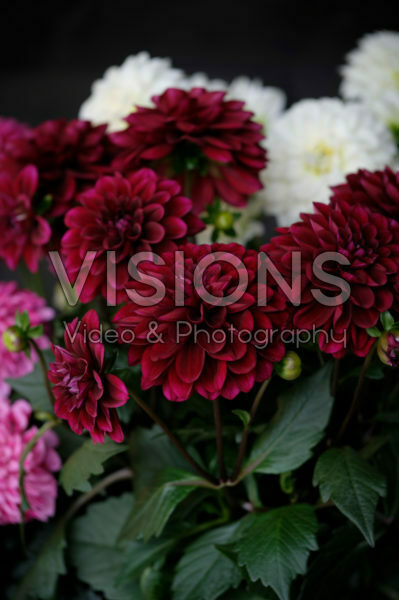 Dahlia LaBella ® Grande red Dahlia LaBella ® Grande red