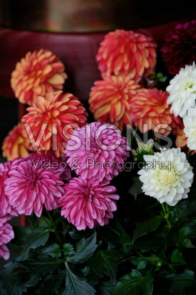 Dahlia LaBella ® Grande gemengd Dahlia LaBella ® Grande gemengd