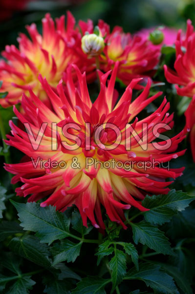 Dahlia LaBella ® Maggiore Fire