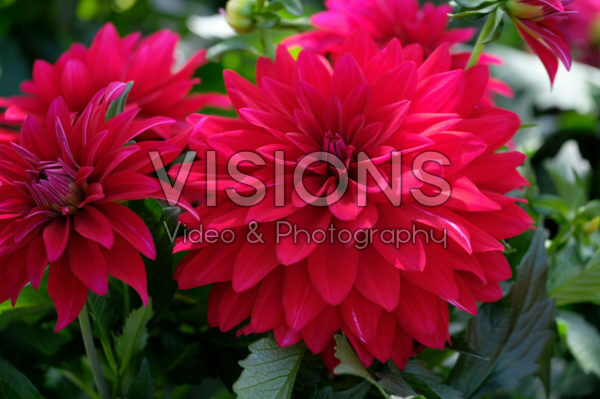 Dahlia LaBella ® Maggiore Dahlia LaBella ® Maggiore
