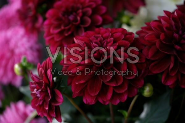 Dahlia LaBella ® Grande Dahlia LaBella ® Grande