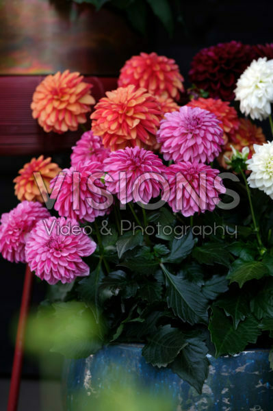 Dahlia LaBella ® Grande mixed