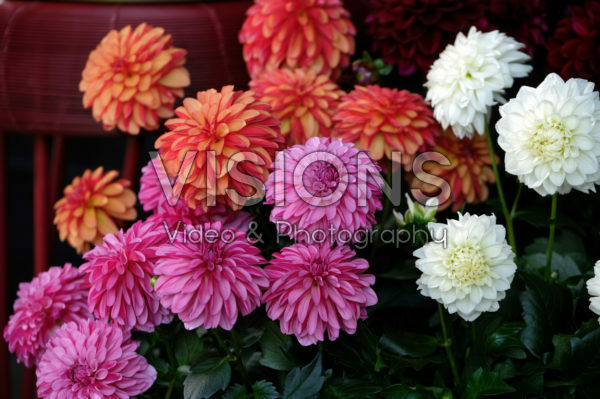 Dahlia LaBella ® Grande collection Dahlia LaBella ® Grande collection
