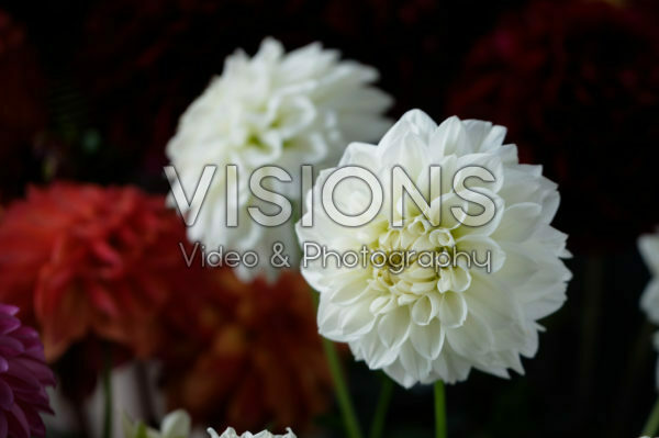 Dahlia LaBella ® Grande