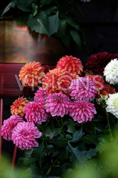Dahlia LaBella ® Grande gemengd Dahlia LaBella ® Grande gemengd