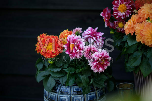 Dahlia LaBella ® Medio mixed
