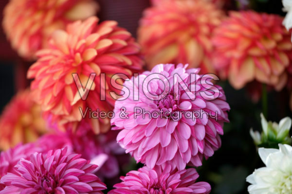 Dahlia LaBella ® Grande gemengd