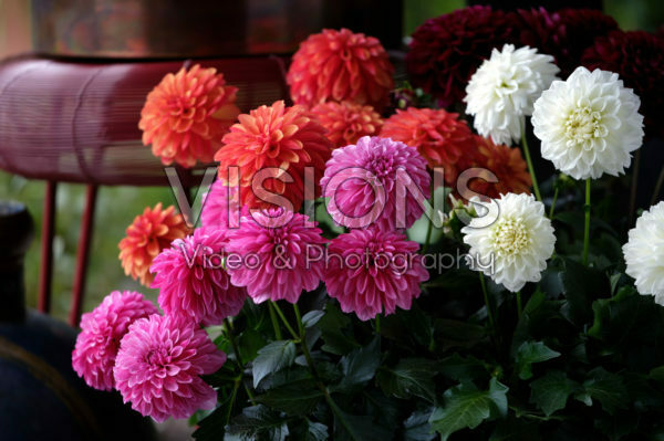 Dahlia LaBella ® Grande collection Dahlia LaBella ® Grande collection