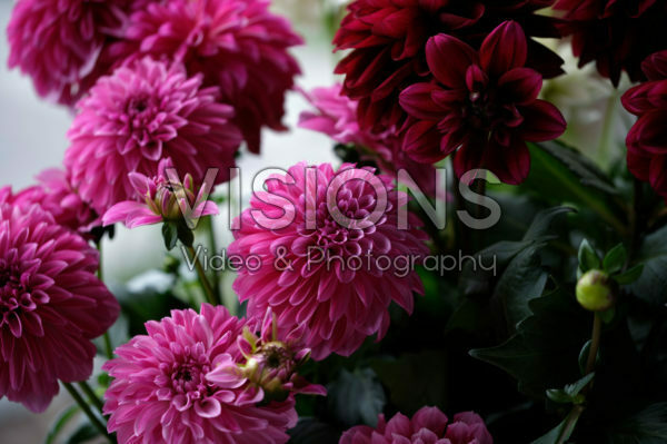 Dahlia LaBella ® Grande gemengd Dahlia LaBella ® Grande gemengd