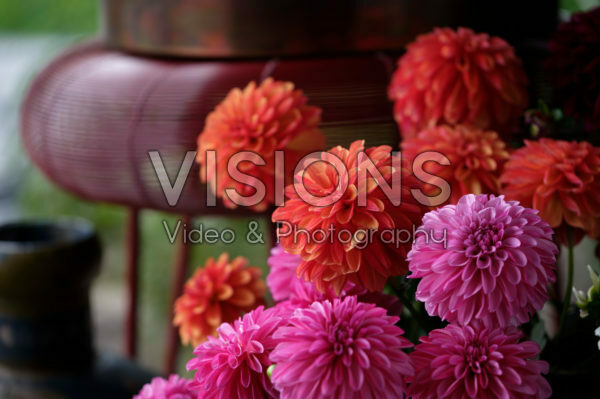 Dahlia LaBella ® Grande gemengd