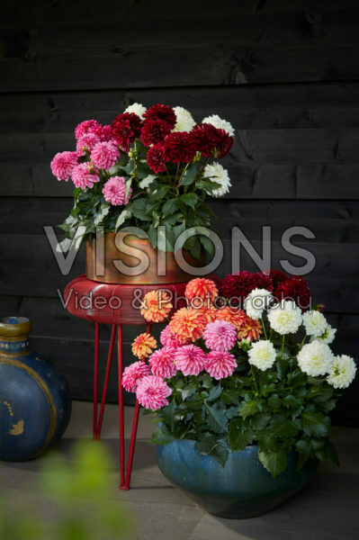 Dahlia LaBella ® Grande collection