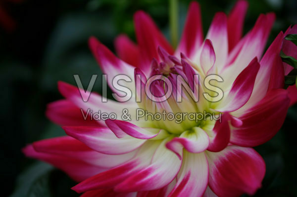 Dahlia LaBella ® Maggiore Rose Bicolour Dahlia LaBella ® Maggiore Rose Bicolour