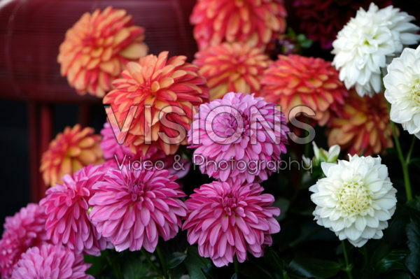 Dahlia LaBella ® Grande collection Dahlia LaBella ® Grande collection