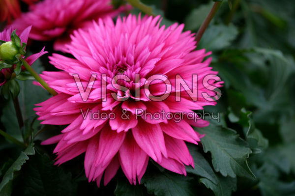 Dahlia LaBella ® Maggiore Deep Rose Dahlia LaBella ® Maggiore Deep Rose