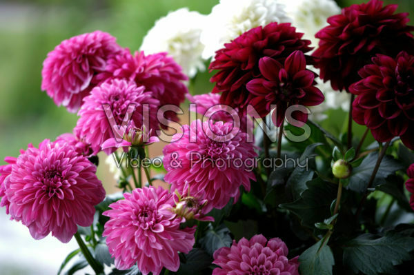 Dahlia LaBella ® Grande gemengd Dahlia LaBella ® Grande gemengd