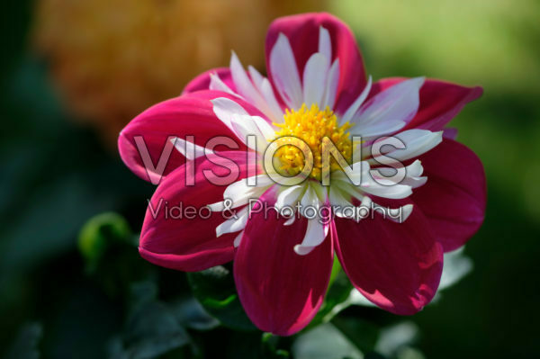 Dahlia LaBella ® Medio Fun Purple Dahlia LaBella ® Medio Fun Purple