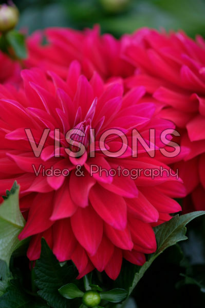 Dahlia LaBella ® Dahlia LaBella ®