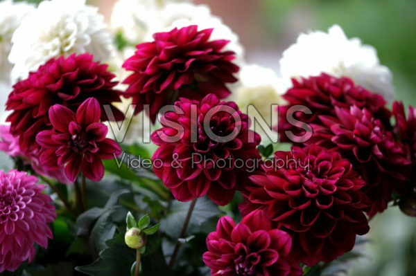 Dahlia LaBella ® Grande Dahlia LaBella ® Grande