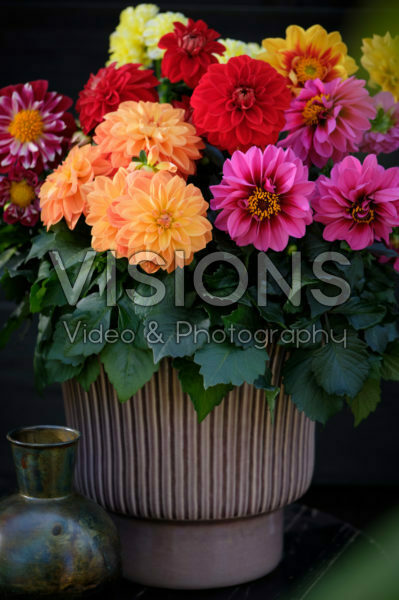 Dahlia LaBella ® Medio gemengd