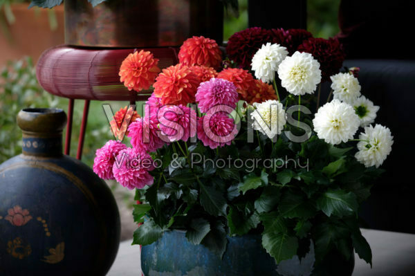 Dahlia LaBella ® Grande collection