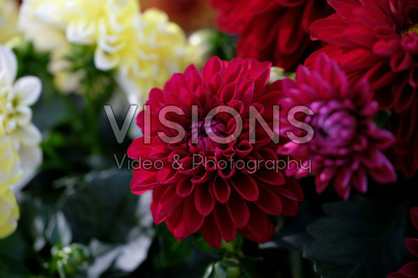 Dahlia LaBella ® Medio mixed Dahlia LaBella ® Medio mixed