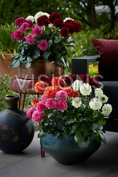Dahlia LaBella ® Grande collection