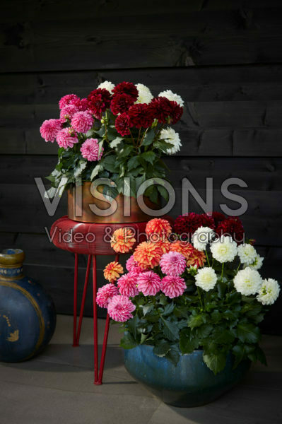Dahlia LaBella ® Grande collection Dahlia LaBella ® Grande collection
