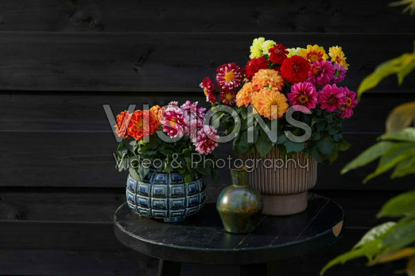 Dahlia LaBella ® Medio gemengd