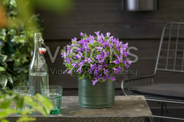 Campanula Campanula