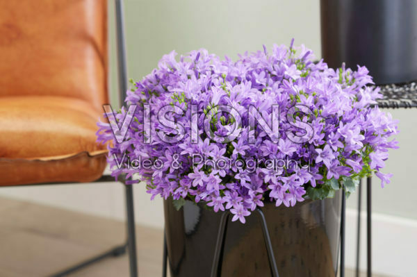 Campanula Campanula