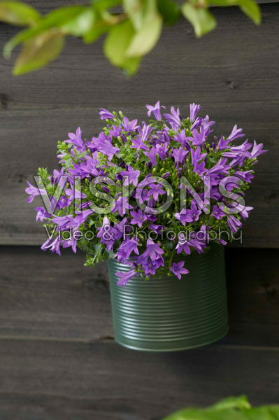 Campanula Campanula