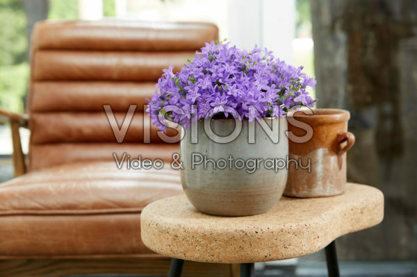 Campanula