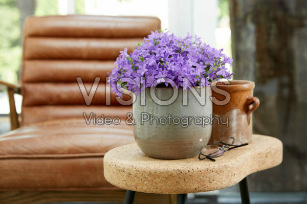 Campanula