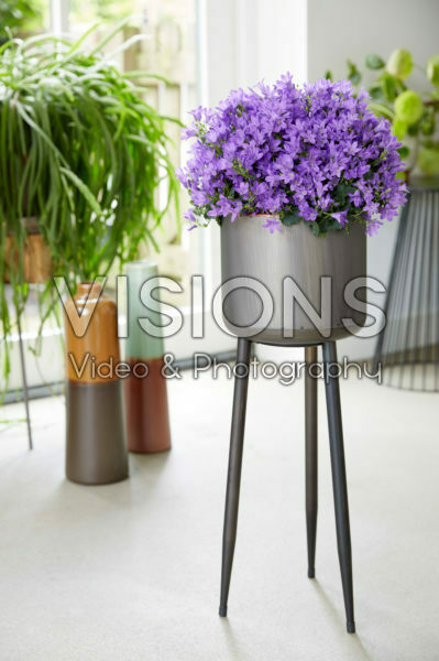 Campanula