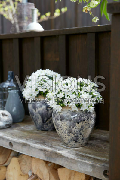 Campanula Sterre Campanula Sterre
