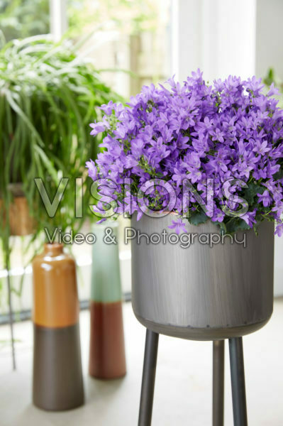 Campanula