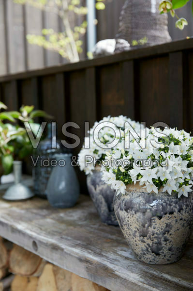 Campanula Sterre
