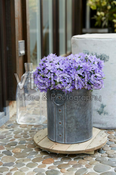 Campanula