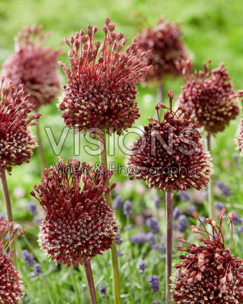 Allium Red Mohican