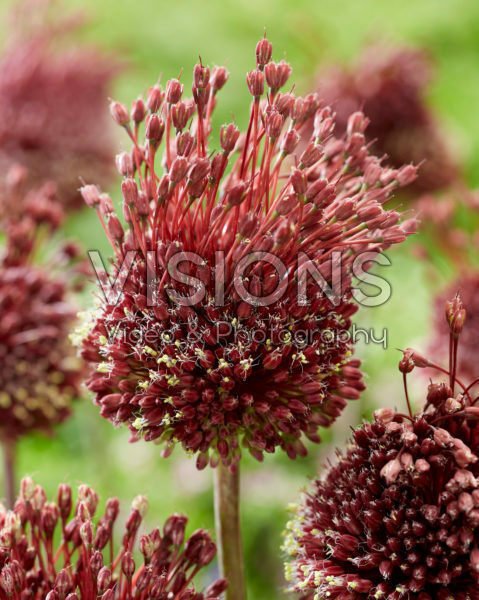 Allium Red Mohican Allium Red Mohican