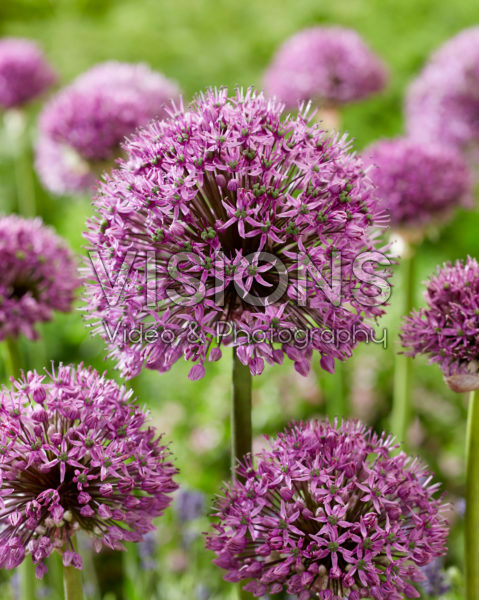 Allium Purple Suze