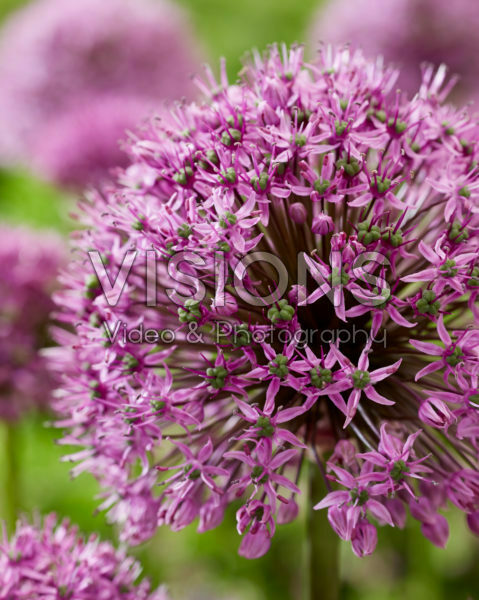 Allium Purple Suze Allium Purple Suze