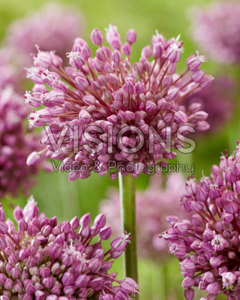 Allium Jasmine Allium Jasmine