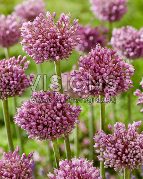 Allium Jasmine Allium Jasmine