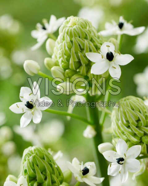 Ornithogalum saundersiae